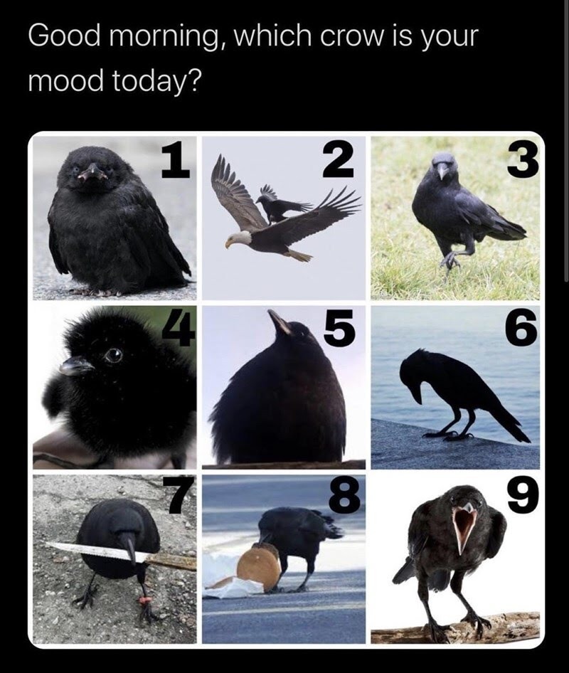 A board of silly bird photographs with the words "Good morning, which crow is your mood today?"